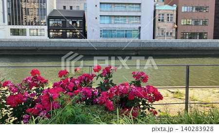 5月のバラとカフェ建築 5月のバラとカフェ建築 140283928