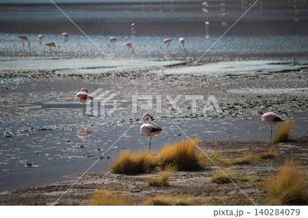 Serene flock of wild flamingo bird standing in shallow lake in Bolivia Serene flock of wild flamingo bird standing in shallow lake in Bolivia 140284079