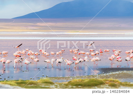 Serene pink flamingo flock in shallow water of Laguna Colorada Bolivia with mountain view 140284084