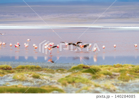 Wild flamingos fly at Laguna Colorada famous salt lake in Bolivia 140284085