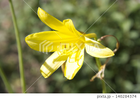 Yellow Daylily Flower Blooming Closeup 140284374