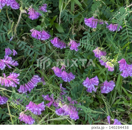 新緑の野原に咲く紫色のクサフジの花の背景素材 新緑の野原に咲く紫色のクサフジの花の背景素材 140284438