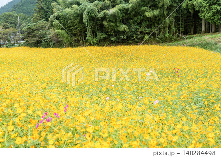一面に広がる黄花コスモス畑 一面に広がる黄花コスモス畑 140284498