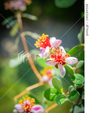 フェイジョアの花 140284508