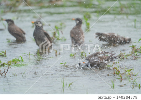 水浴びするムクドリ 水浴びするムクドリ 140284579