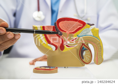 Male reproductive system, Asian doctor holding human anatomy model for study diagnosis and treatment in hospital. Male reproductive system, Asian doctor holding human anatomy model for study diagnosis and treatment in hospital. 140284624
