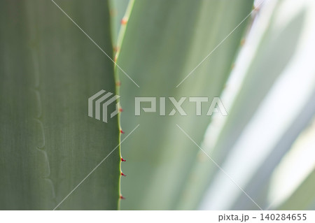 Glaucous agave leaves glowing in soft sunlight with red marginal spines 140284655