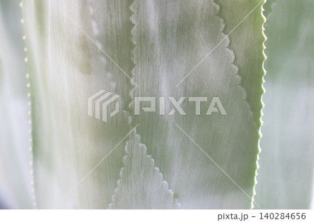 Agave leaf close up with spines and linear natural textures Agave leaf close up with spines and linear natural textures 140284656
