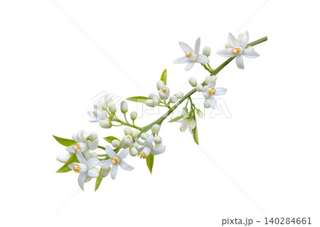 Orange blossom garland branch with flowers buds and fresh leaves isolated Orange blossom garland branch with flowers buds and fresh leaves isolated 140284661
