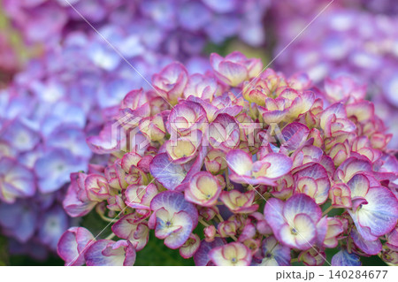 Colorful Hydrangea macrophylla florets in macro with pink and purple tones Colorful Hydrangea macrophylla florets in macro with pink and purple tones 140284677