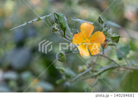 Abutilon grandifolium or hairy Indian mallow orange flower on soft garden background 140284681