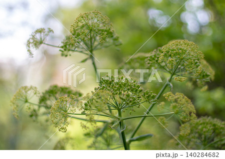 Ferula communis giant fennel Apiaceae umbels on soft blurred background Ferula communis giant fennel Apiaceae umbels on soft blurred background 140284682