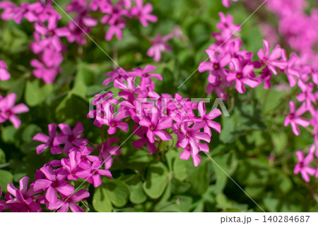 Oxalis articulata or pink sorrel or pink wood sorrel flowers close up 140284687