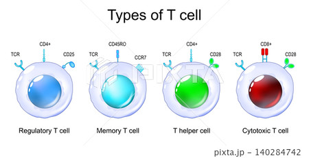T cell Types.  White blood cells, Leukocytes 140284742