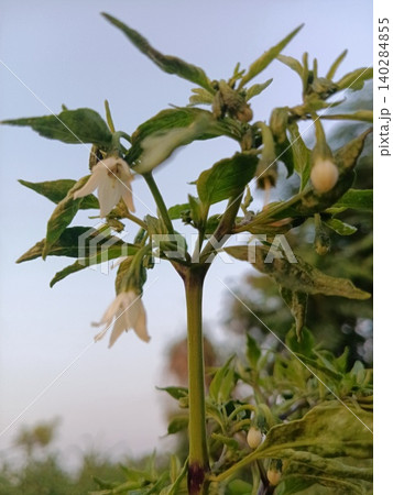 green olives on tree, White flowers of chili pepper plant, Close up of pepper blossoms, Green stem with flower buds green olives on tree, White flowers of chili pepper plant, Close up of pepper blossoms, Green stem with flower buds 140284855