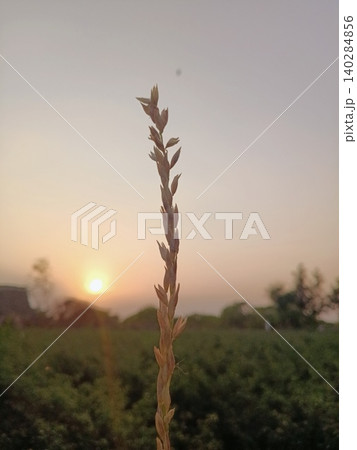 grass in the morning, Close up of corn tassel at dusk, Silhouetted crop inflorescence, Agriculture plant at golden hour 140284856