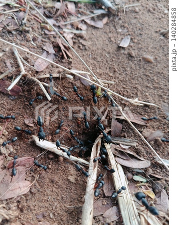 green grass on the ground, Ants moving near ground nest, Black insect colony on brown dirt, Close up of ant hill entrance green grass on the ground, Ants moving near ground nest, Black insect colony on brown dirt, Close up of ant hill entrance 140284858