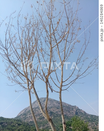 tree on the blue sky, Bare branched tree against mountain, Single tree, Leafless branches 140284869