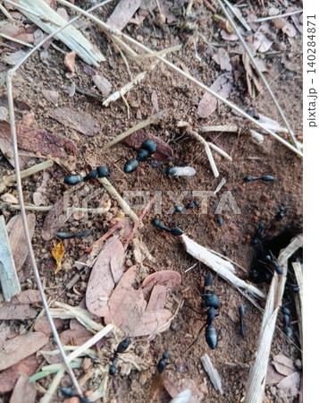dry grass on the ground, Black ants moving near nest entrance, Camponotus ants on soil ground, Worker ants foraging dry grass on the ground, Black ants moving near nest entrance, Camponotus ants on soil ground, Worker ants foraging 140284871
