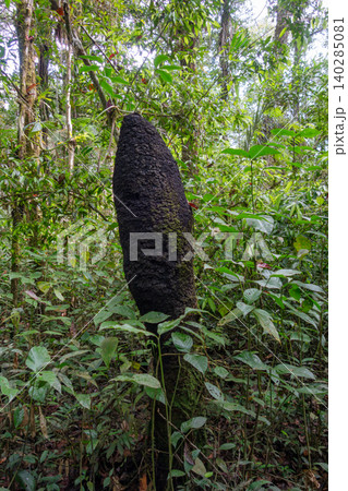 Termite mound in the Amazon rainforest of Cuyabeno Reserve Termite mound in the Amazon rainforest of Cuyabeno Reserve 140285081