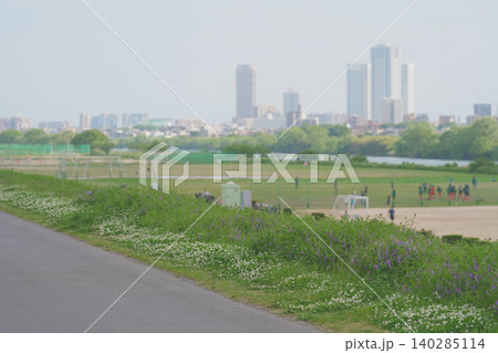 土手沿いに咲くシロツメクサとナヨクサフジ 土手沿いに咲くシロツメクサとナヨクサフジ 140285114