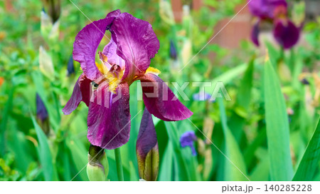 Landscaping.Purple delicate violet iris on flower bed Landscaping.Purple delicate violet iris on flower bed 140285228