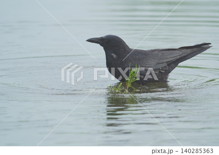 水辺でエサを探すハシボソガラス 水辺でエサを探すハシボソガラス 140285363