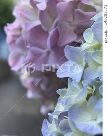 紫陽花のグラデーション：淡いブルーとピンクが織りなす初夏の風情 140285373