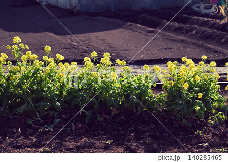 畑の脇に植えられた菜の花 畑の脇に植えられた菜の花 140285465