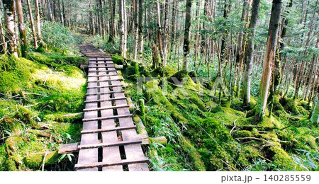 北八ヶ岳 苔の森につづく木道 140285559