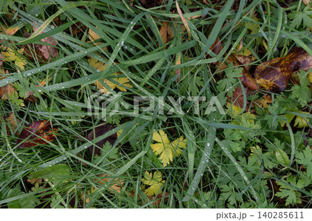 Dewy Grass and Green Leaves in a Garden Bed: Close-Up of Morning Moisture on Plant Life Dewy Grass and Green Leaves in a Garden Bed: Close-Up of Morning Moisture on Plant Life 140285611