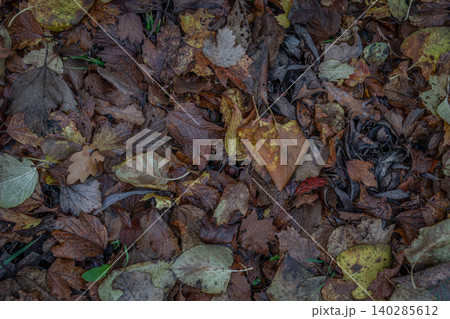 Autumn Leaves on Wet Ground: Colorful Fall Foliage Covering the Forest Floor Autumn Leaves on Wet Ground: Colorful Fall Foliage Covering the Forest Floor 140285612