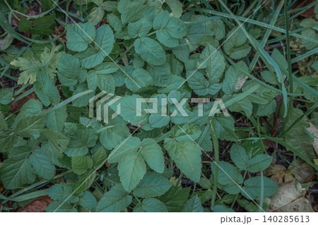 Green Leaf Close-Up: Dense Foliage and Ground Cover in Garden Scene Green Leaf Close-Up: Dense Foliage and Ground Cover in Garden Scene 140285613