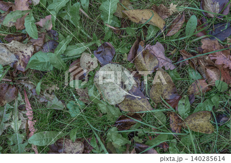 Autumn Leaves Covering Green Grass in a Natural Outdoor Ground Scene Autumn Leaves Covering Green Grass in a Natural Outdoor Ground Scene 140285614