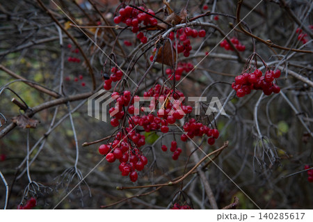 Bright Red Berries on Bare Winter Branches in a Natural Outdoor Scene Bright Red Berries on Bare Winter Branches in a Natural Outdoor Scene 140285617