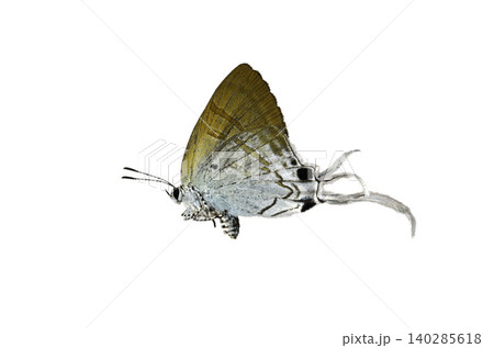 Hypolycaena erylus Butterfly. isolated on white background. Detailed Macro Photography Hypolycaena erylus Butterfly. isolated on white background. Detailed Macro Photography 140285618
