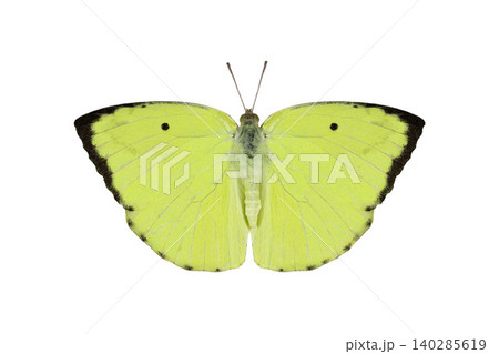 yellow Butterfly. Mottled Emigrant isolated on white background. Detailed Macro Photography yellow Butterfly. Mottled Emigrant isolated on white background. Detailed Macro Photography 140285619