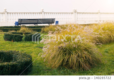 A tranquil park landscape featuring vibrant ornamental grasses and neatly trimmed bushes, with a bench and decorative railing in the background A tranquil park landscape featuring vibrant ornamental grasses and neatly trimmed bushes, with a bench and decorative railing in the background 140285722