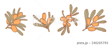 Sea Buckthorn Branch Clipart Set. Colored Botanical hand-drawn Plant. Isolated Orange Berries and Green Leaves Sprigs on White. Vector illustration Sea Buckthorn Branch Clipart Set. Colored Botanical hand-drawn Plant. Isolated Orange Berries and Green Leaves Sprigs on White. Vector illustration 140285793