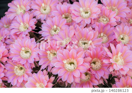 群生した柱サボテン短毛丸の花 群生した柱サボテン短毛丸の花 140286123