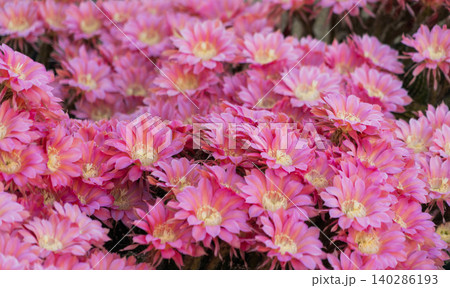 群生した柱サボテン短毛丸の花 群生した柱サボテン短毛丸の花 140286193