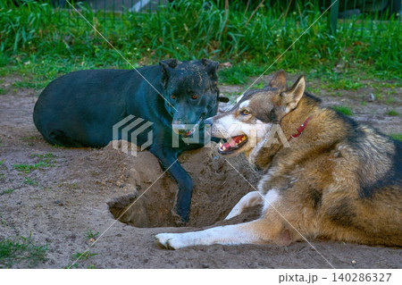 Mining digging.Two dogs dig hole to cool off in soil 140286327