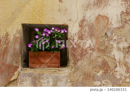 Terracotta flower pot with violet pansies in old wall niche as urban biotope and decorative architecture element 140286331