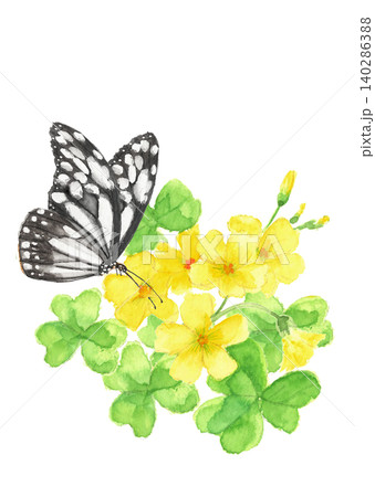 かたばみの花の蜜を吸う蝶のイラスト素材【手描き】白バック 切り抜き コピースペースあり かたばみの花の蜜を吸う蝶のイラスト素材【手描き】白バック 切り抜き コピースペースあり 140286388