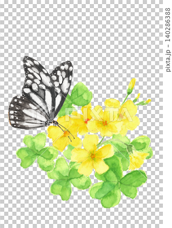 かたばみの花の蜜を吸う蝶のイラスト素材【手描き】白バック 切り抜き コピースペースあり かたばみの花の蜜を吸う蝶のイラスト素材【手描き】白バック 切り抜き コピースペースあり 140286388