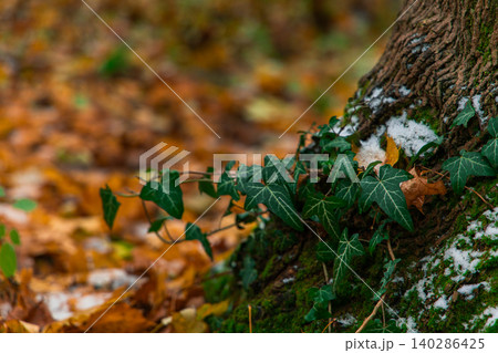 Evergreen ivy clings to a rough tree bark covered in moss, with a dusting of snow and fallen autumn leaves in the background Evergreen ivy clings to a rough tree bark covered in moss, with a dusting of snow and fallen autumn leaves in the background 140286425