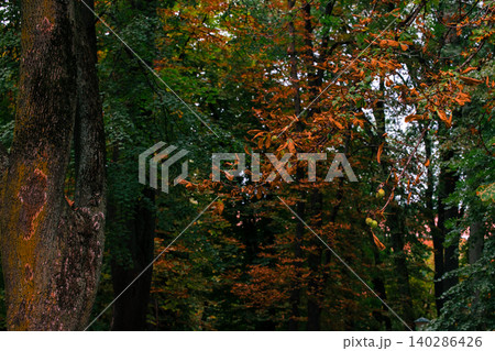 Golden hour sunlight illuminates the vibrant orange and green leaves of trees in a tranquil forest during early autumn Golden hour sunlight illuminates the vibrant orange and green leaves of trees in a tranquil forest during early autumn 140286426