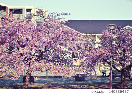 河津桜 140286457