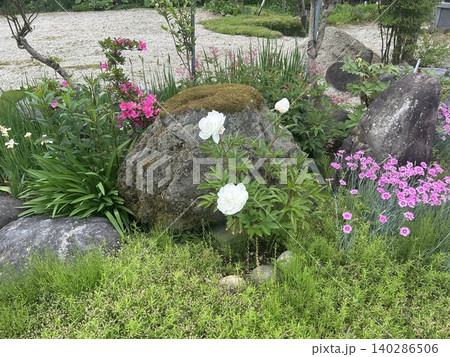 初夏の庭園に咲く白い芍薬 初夏の庭園に咲く白い芍薬 140286506