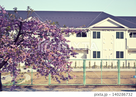 河津桜 140286732